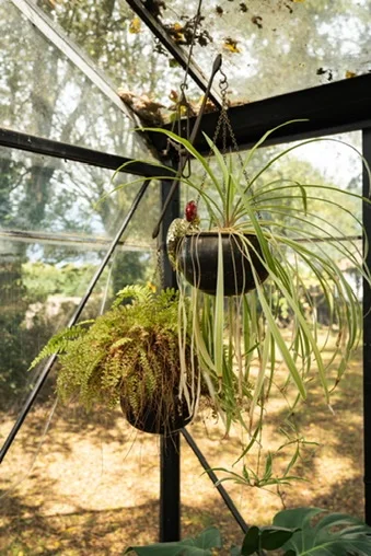 Hangplanten aan het matzwarte frame van de kas met de tuin op de achtergrond