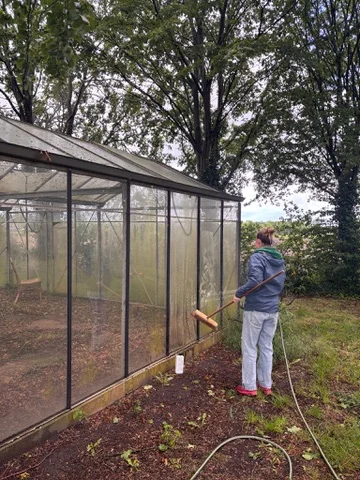 De buitenkant van de kasramen wordt met water en een borstel schoongemaakt