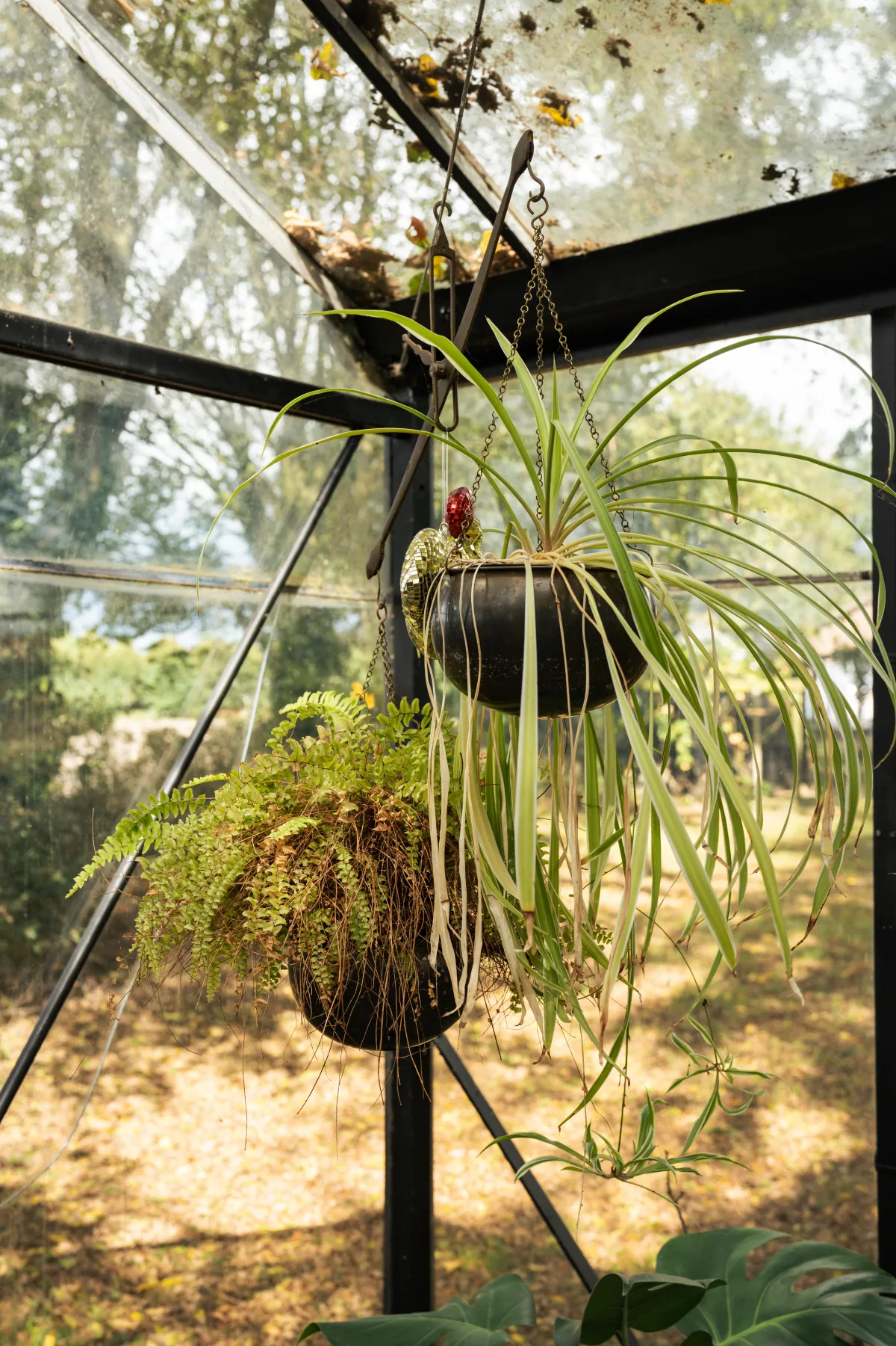 Hangende groene planten in het warme licht van de glazen kas